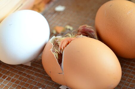 Eggshell poultry chicken photo
