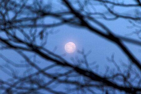 Moon through trees photo