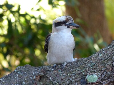 Bird australian native bird native birds photo