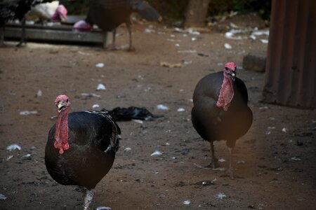 Animals turkeys breeding photo