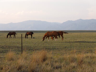 Horses in a field, landscape photo