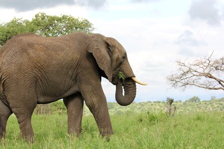 Elephant wild animal safari photo