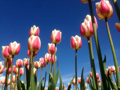 Tulip rosa plantation