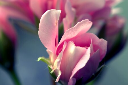 Pink stamen leaf
