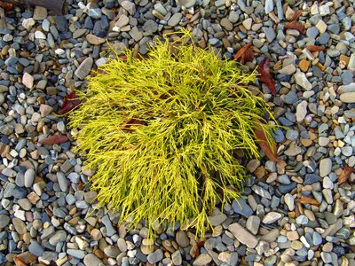 Bush gravel pebbles