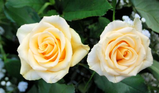 Romantic garden flower