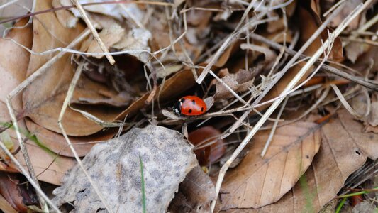 Close up animals insect photo