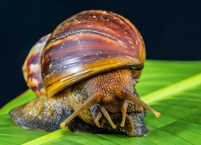Land snail reptiles mollusk