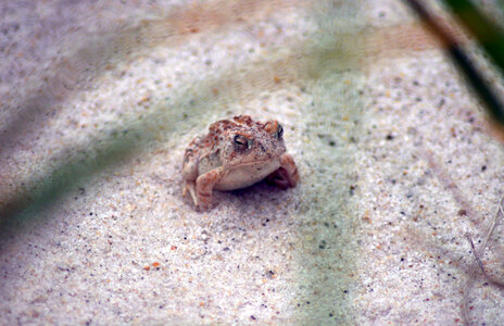 Fowler's Toad-5