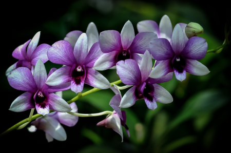 Nature tropical beauty