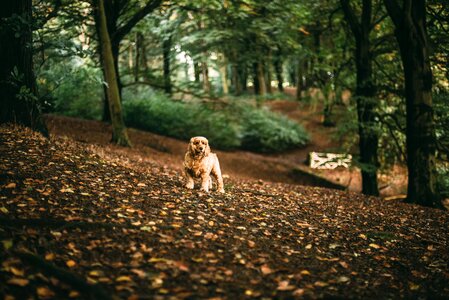 Autumn canine dog