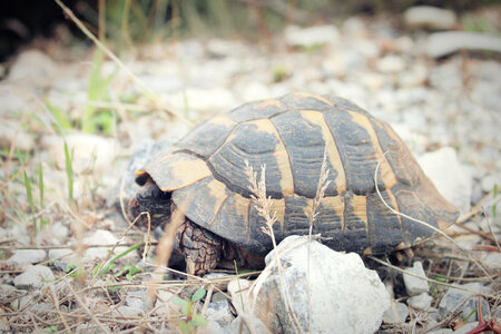 Wild Turtle