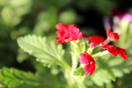 Red Flower And Leaves Closeup