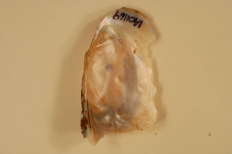 Leptodea fragilis (inside)
