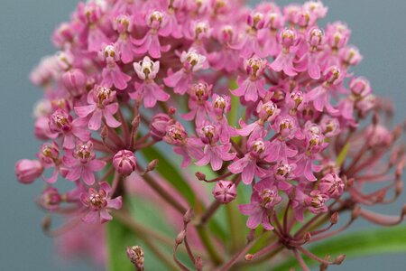 Asclepias Syriaca beautiful photo bloom