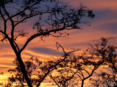 Afterglow tree abendstimmung photo
