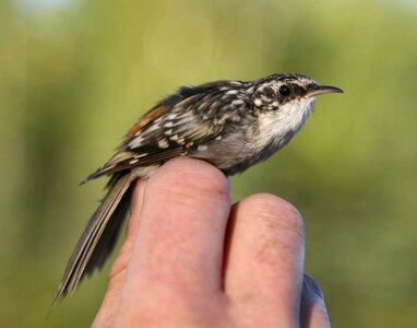 Bird brown brown creeper photo