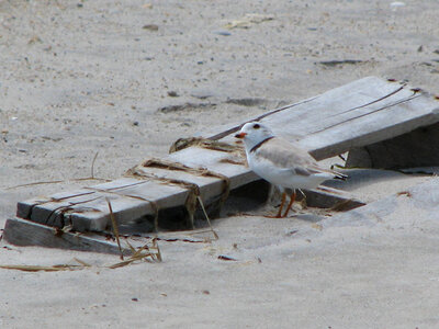 Piping plover-7 photo