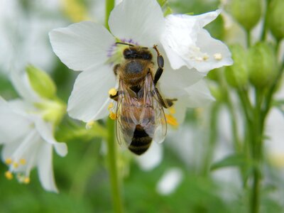 Bloom bee white photo