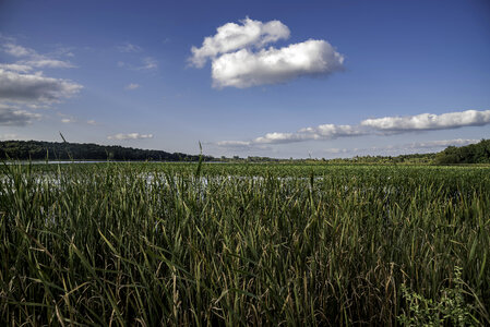 Tall Marsh Grasses under clouds at Cherokee Marsh photo