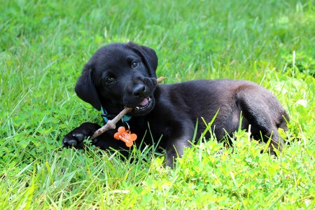 Cute pet retriever