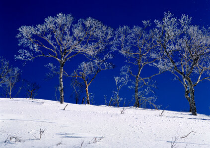 Tree Covered With Snow