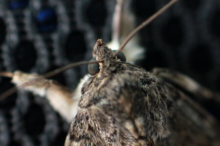 Moth in detail