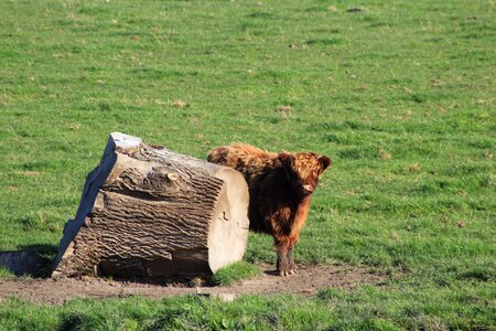 Nature livestock landscape photo