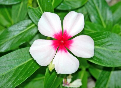 Plant natural blossom