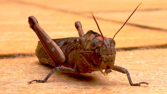 Antennas insect wing photo