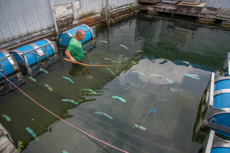 Floating mussel cages at state dock, Lake Cumberland-2