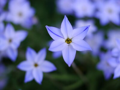 Star cute light purple