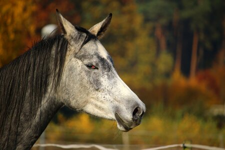 Horse head autumn mane