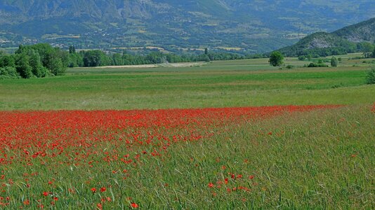 Red green poppies photo