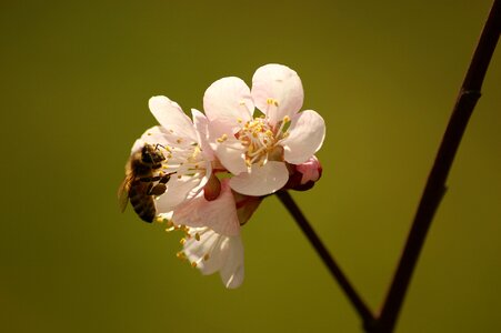 Cherry summer garden