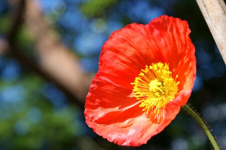 Nature flower spring