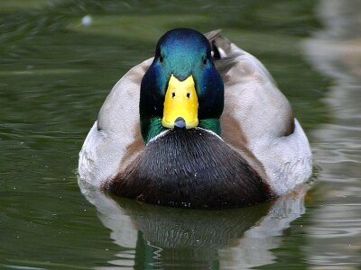 Duck river 