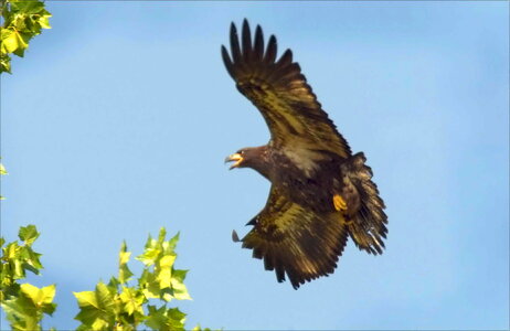 Bird earth Sturnella neglecta