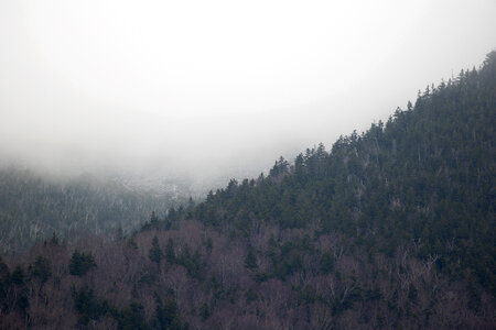 Fog Mountain Trees photo