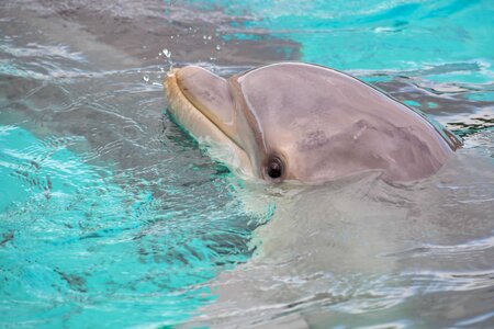 Animal beautiful photo dolphin