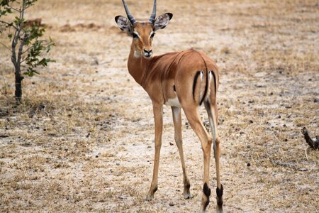 Safari serengeti animal