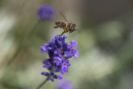 Animal arthropod beautiful flowers photo