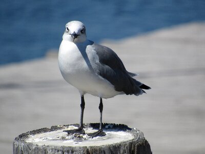 Standing seagull wildlife