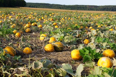 Autumn ripe field