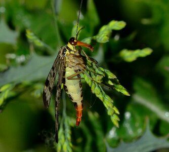 Panorpa communis female photo