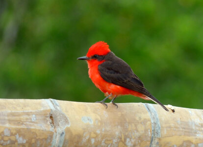 Pyrocephalus rubinus - Cardinal photo
