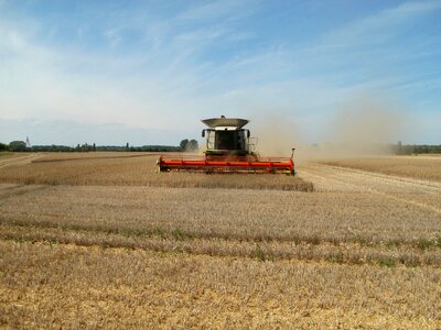 Machine harvesting the corn field photo