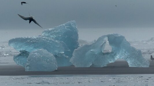 Iceberg bird tern photo