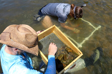 Quantitative sampling for freshwater mussels