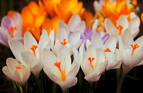 Spring close up full bloom